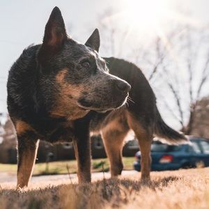 Meet your Posher, Nick